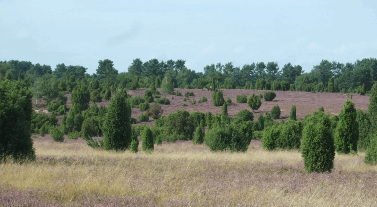 Geoplex erstellt ein Solar- und Gründachkataster für den Landkreis Uelzen